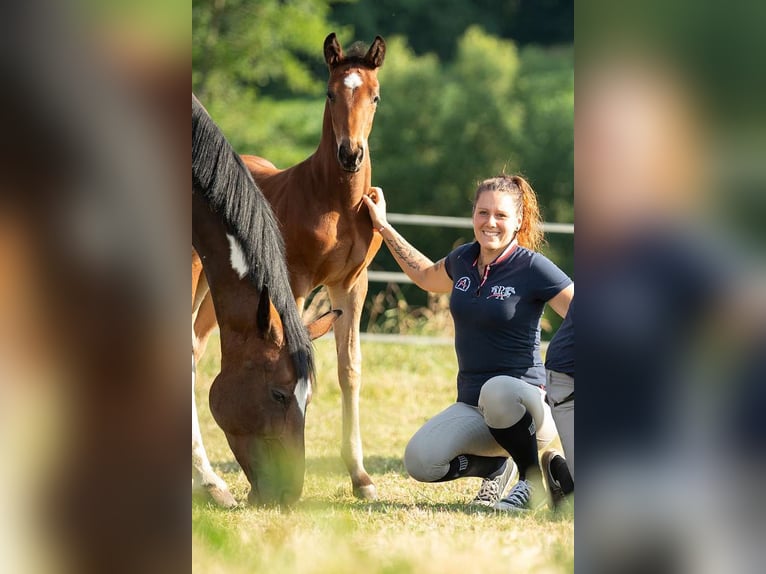 Warmblood austríaco Semental Potro (04/2025) 172 cm Castaño in St Marein bei Graz