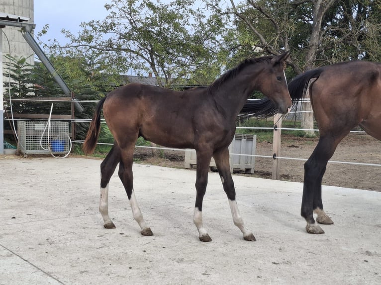 Warmblood austríaco Semental Potro (03/2025) 172 cm Morcillo in Bad Radkersburg