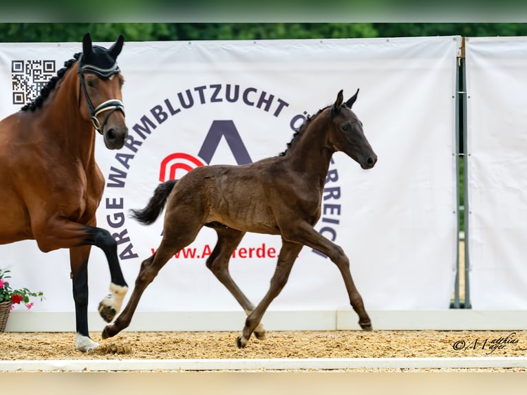 Warmblood austríaco Semental Potro (05/2026) 172 cm Negro in Wolfsbach