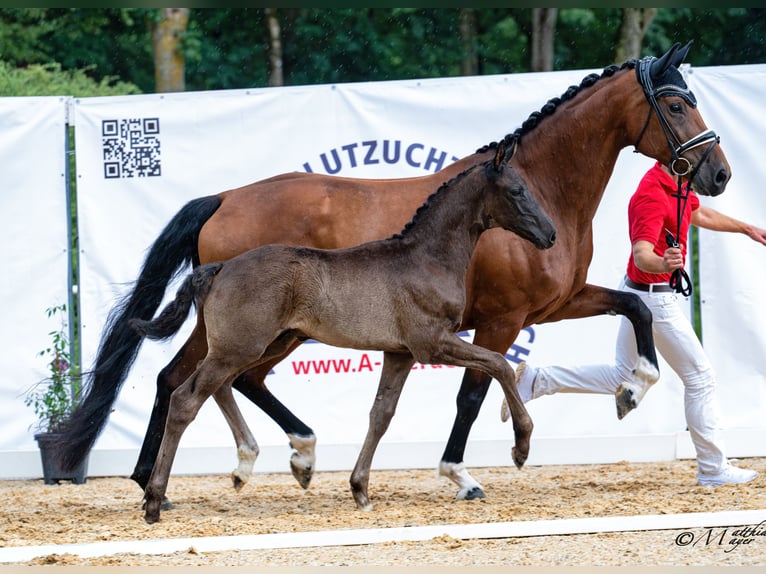 Warmblood austríaco Semental Potro (05/2026) 172 cm Negro in Wolfsbach