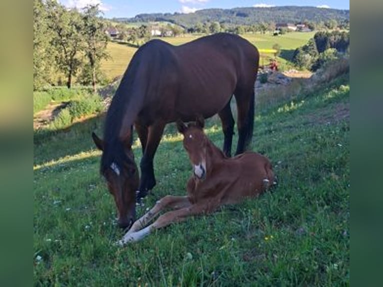 Warmblood austríaco Semental Potro (06/2026) Alazán in Seitenstetten