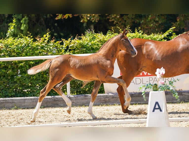 Warmblood austríaco Semental Potro (05/2025) Alazán-tostado in Polling