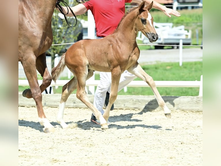 Warmblood austríaco Semental Potro (06/2025) Alazán-tostado in St. Stefan im Rosental Warmblood austríaco Semental Potro (06/2025) Alazán-tostado in St. Stefan im Rosental