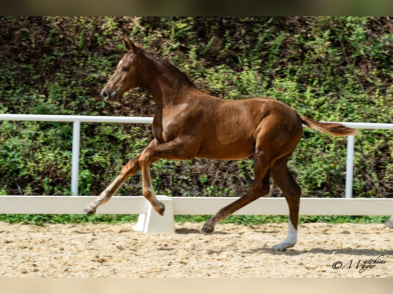 Warmblood austríaco Semental Potro (05/2026)  in Amstetten