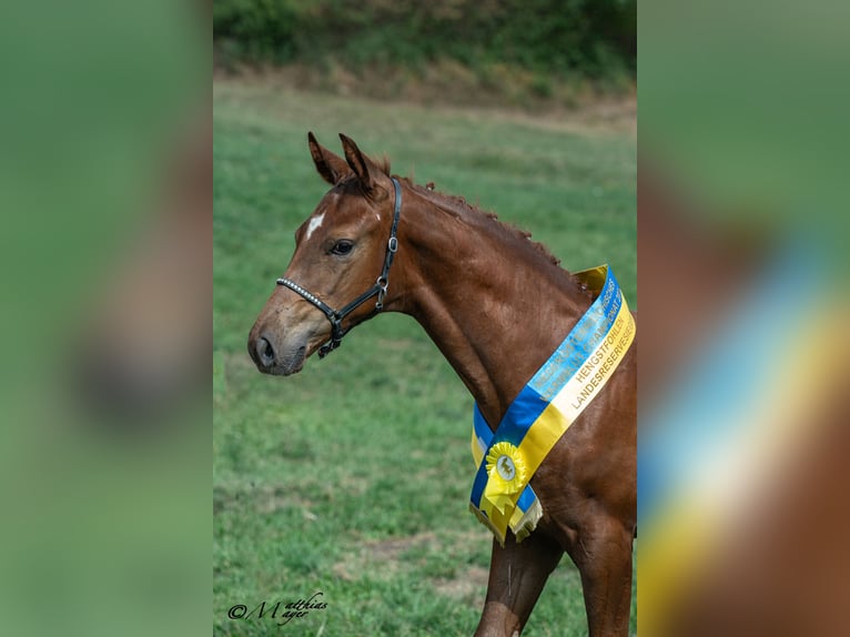Warmblood austríaco Semental Potro (05/2026)  in Amstetten