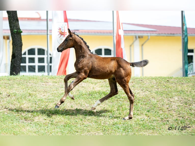 Warmblood austríaco Semental Potro (04/2026)  in Seekirchen a. W.