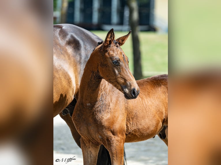 Warmblood austríaco Semental Potro (04/2026)  in Seekirchen a. W.