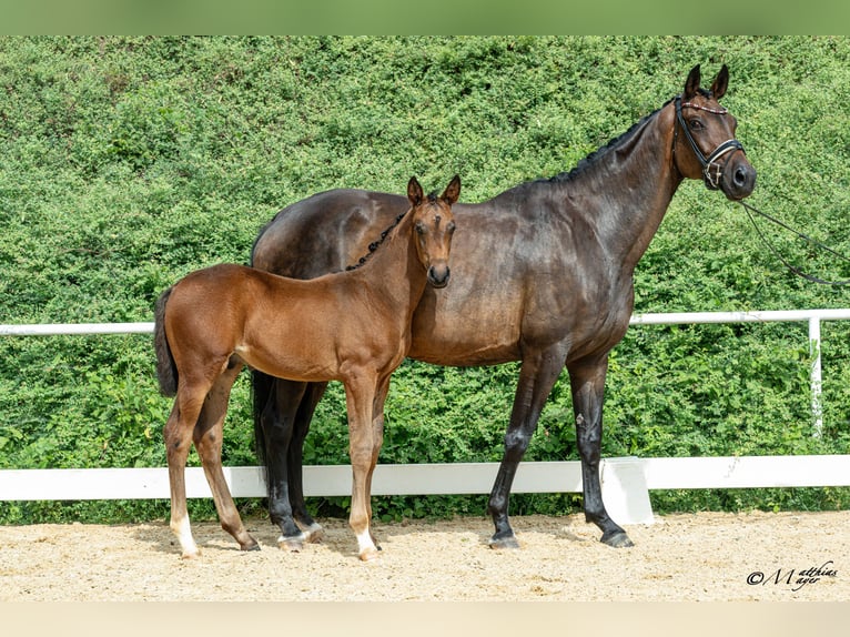 Warmblood austríaco Semental Potro (04/2026)  in Seekirchen a. W.