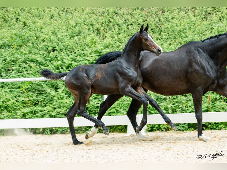 Warmblood austríaco Semental Potro (03/2026)  in Unterpetersdorf