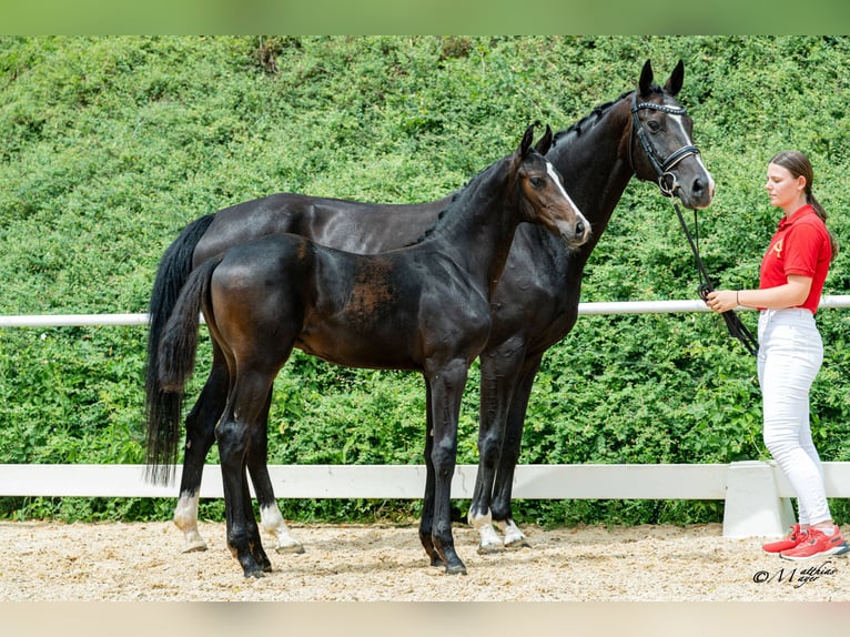 Warmblood austríaco Semental Potro (03/2026)  in Unterpetersdorf