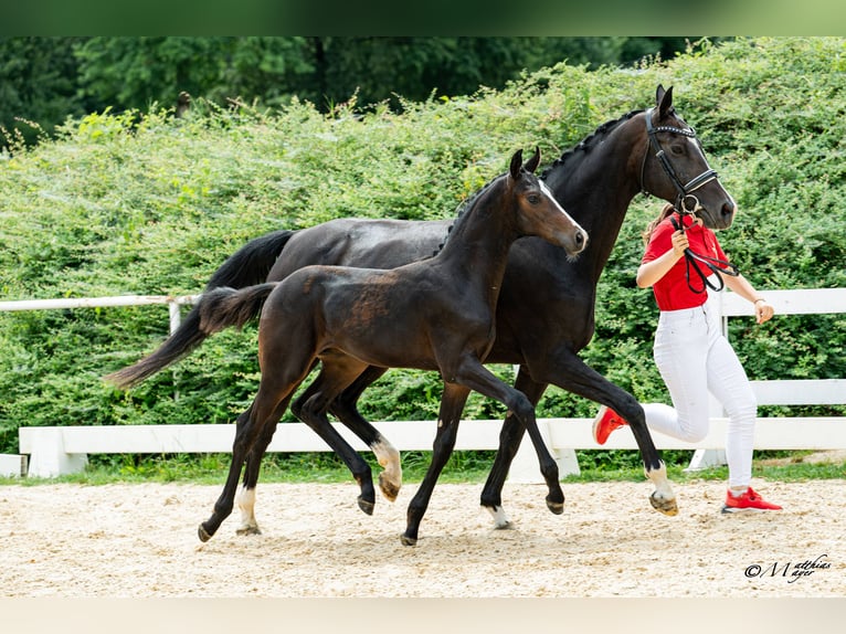 Warmblood austríaco Semental Potro (03/2026)  in Unterpetersdorf