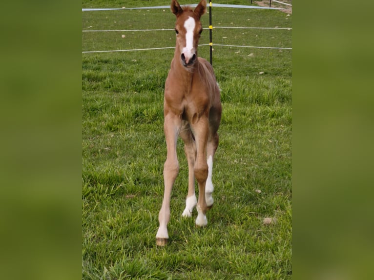 Warmblood austríaco Semental  in Haselbach