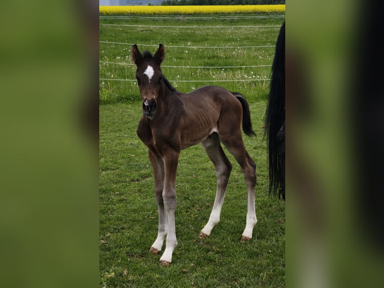 Warmblood austríaco Semental  in Haselbach
