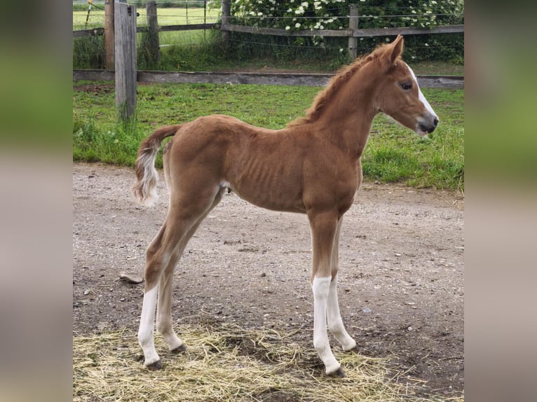 Warmblood austríaco Semental  in Haselbach