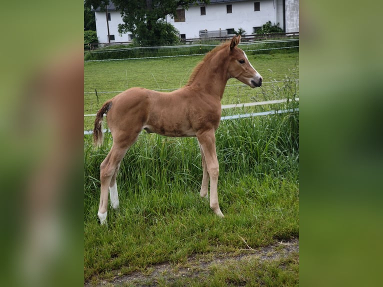 Warmblood austríaco Semental  in Haselbach