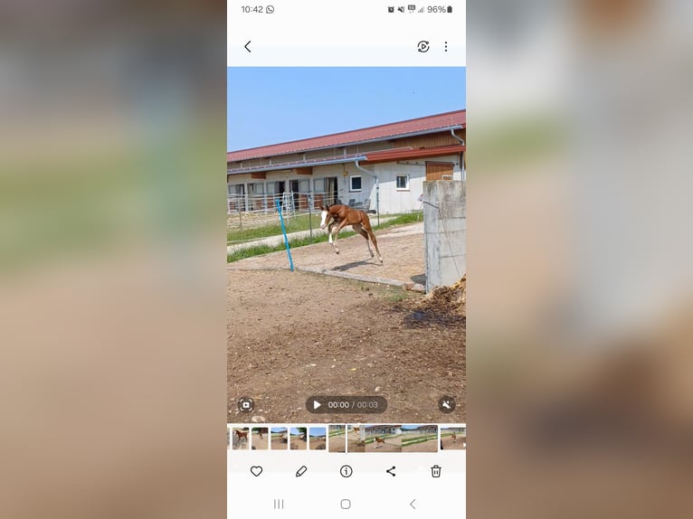 Warmblood austríaco Semental  in Unterwald