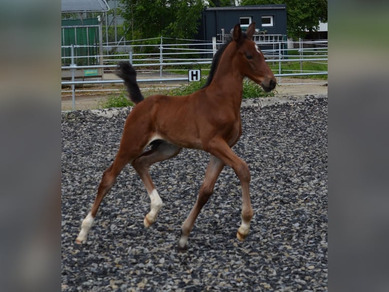 Warmblood austríaco Semental  Castaño in Langenwag