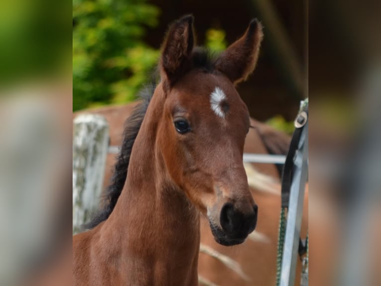 Warmblood austríaco Semental  Castaño in Langenwag