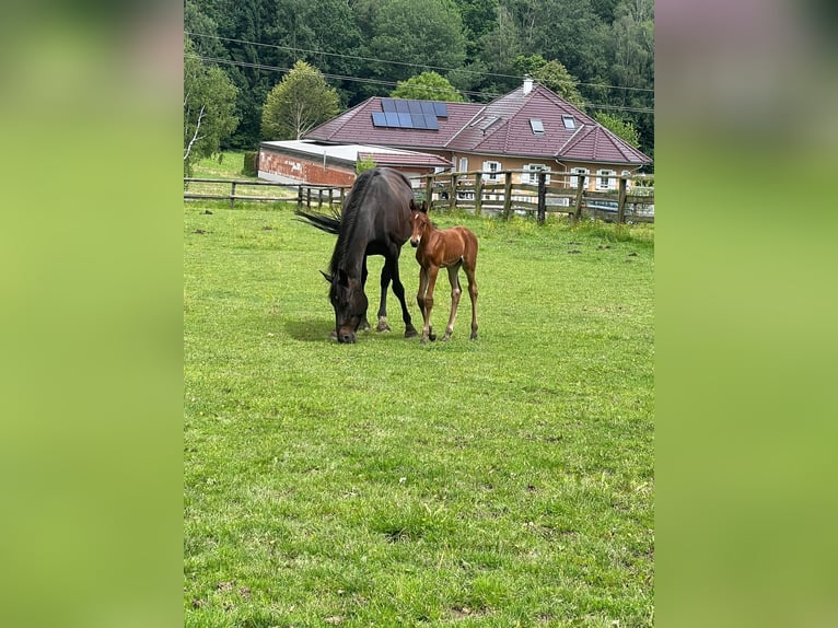 Warmblood austríaco Semental Potro (05/2024) Castaño in Schönherrn