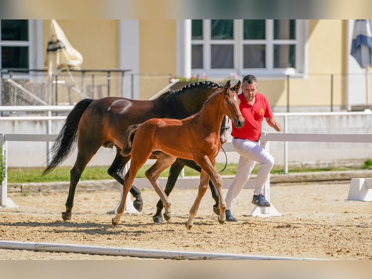 Warmblood austríaco Semental Potro (05/2024) Castaño in Polling