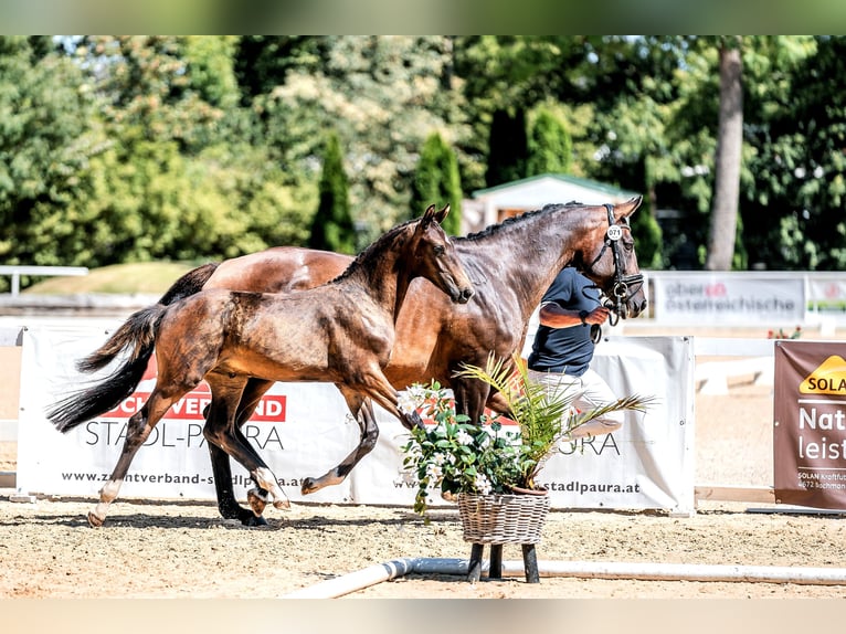 Warmblood austríaco Semental Potro (03/2024) Castaño oscuro in Haidershofen