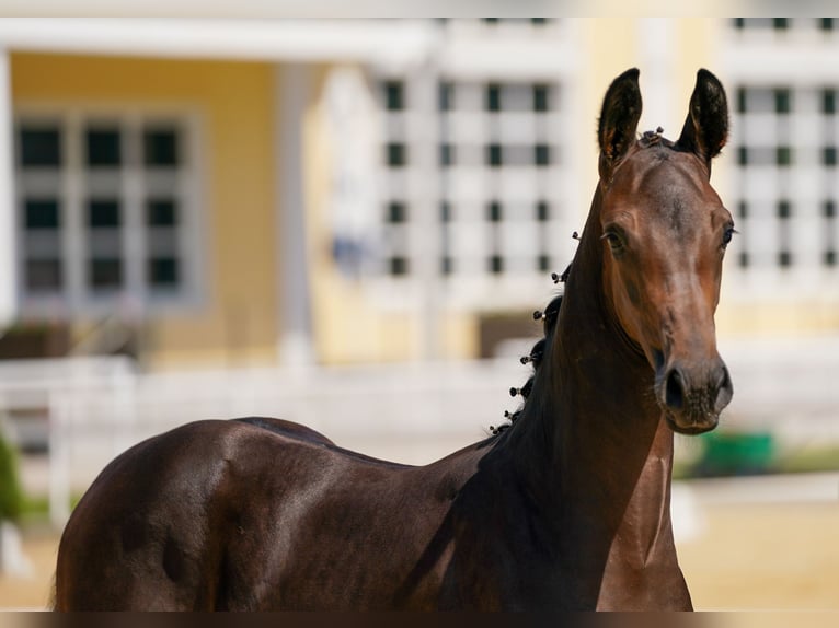 Warmblood austríaco Semental Potro (05/2024) Castaño oscuro in Polling