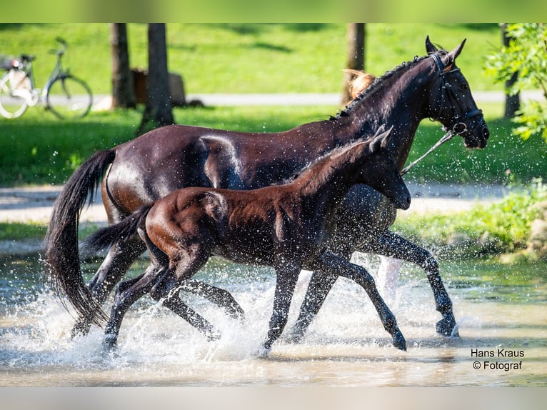 Warmblood austríaco Semental Potro (04/2024) Negro in Sankt Georgen am Ybbsfeld