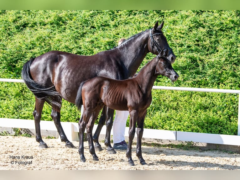 Warmblood austríaco Semental Potro (04/2024) Negro in Sankt Georgen am Ybbsfeld