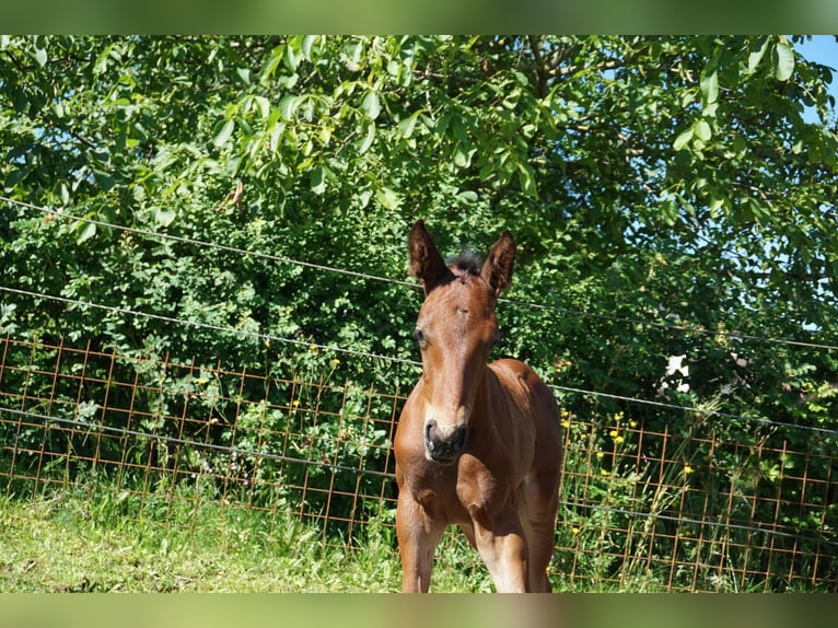 Warmblood austríaco Yegua 10 años 164 cm Tordo in St. Peter in der Au-Dorf