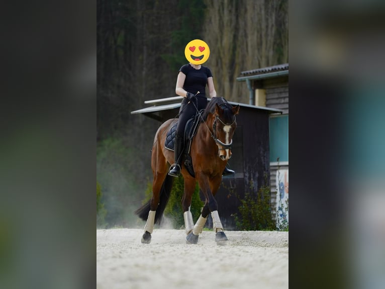 Warmblood austríaco Yegua 10 años 165 cm Castaño in Sankt Marein im Mürztal