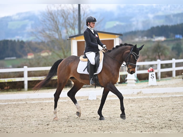 Warmblood austríaco Yegua 10 años 165 cm Castaño oscuro in Mühlen/ Steiermark