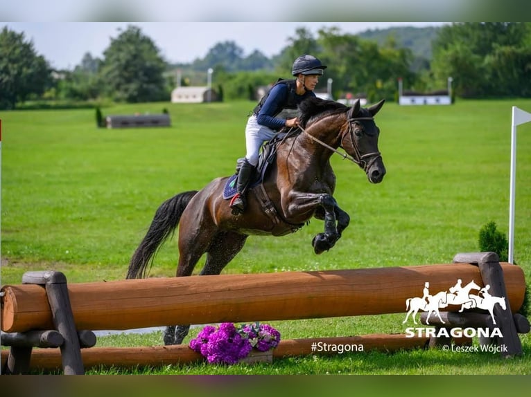 Warmblood austríaco Yegua 10 años 166 cm Negro in Neumarkt