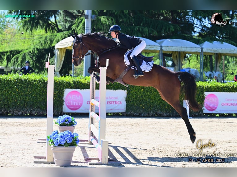 Warmblood austríaco Yegua 10 años 168 cm Castaño in Schrobenhausen