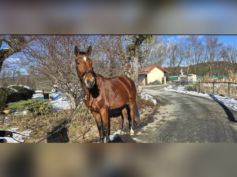 Warmblood austríaco Yegua 10 años 170 cm Castaño in Graz