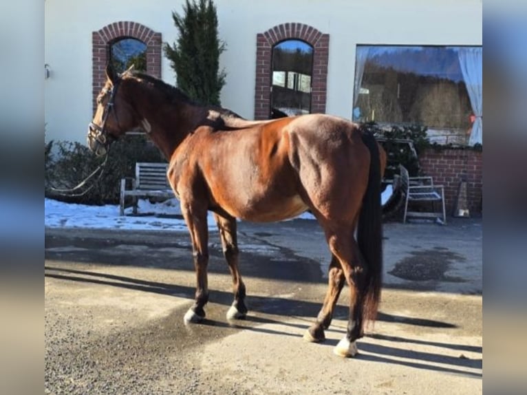 Warmblood austríaco Yegua 10 años 170 cm Castaño in Graz