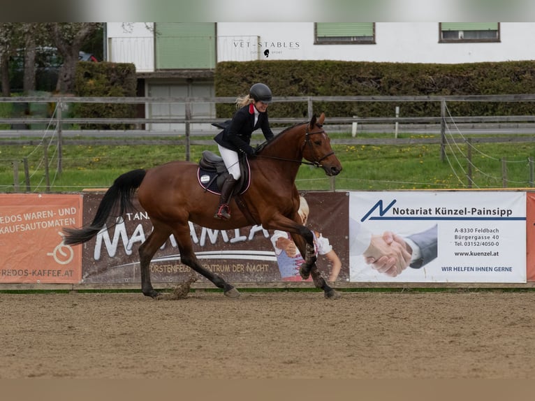 Warmblood austríaco Yegua 10 años 170 cm Castaño in Entschendorf