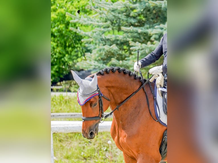 Warmblood austríaco Yegua 10 años 170 cm Castaño in Entschendorf