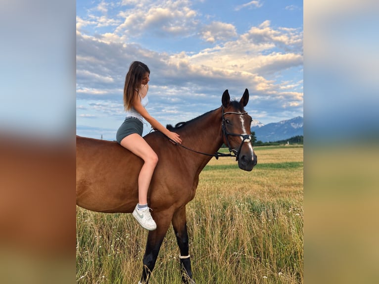 Warmblood austríaco Yegua 10 años 173 cm Castaño in Pelmberg
