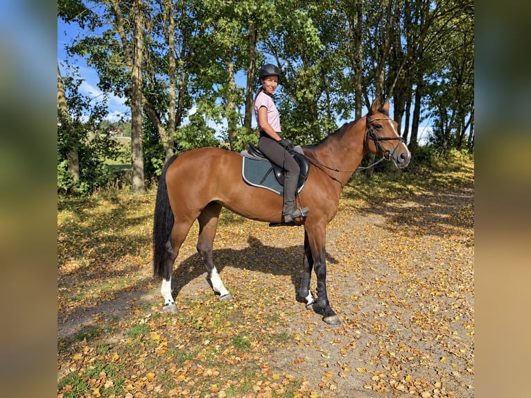 Warmblood austríaco Yegua 10 años 173 cm Castaño in Pelmberg