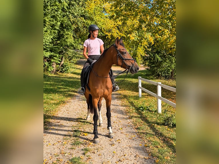 Warmblood austríaco Yegua 10 años 173 cm Castaño in Pelmberg