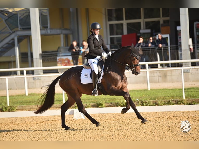 Warmblood austríaco Yegua 10 años Morcillo in Steyr