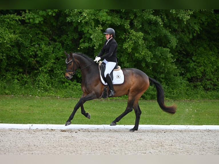 Warmblood austríaco Yegua 10 años Morcillo in Steyr