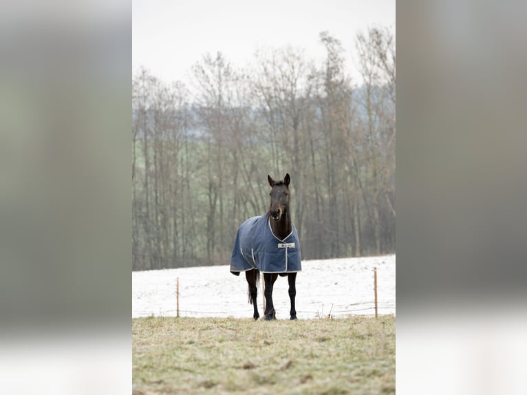 Warmblood austríaco Yegua 11 años 150 cm Castaño in Ort im Innkreis