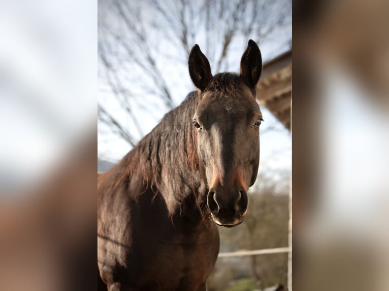 Warmblood austríaco Yegua 11 años 150 cm Castaño in Ort im Innkreis