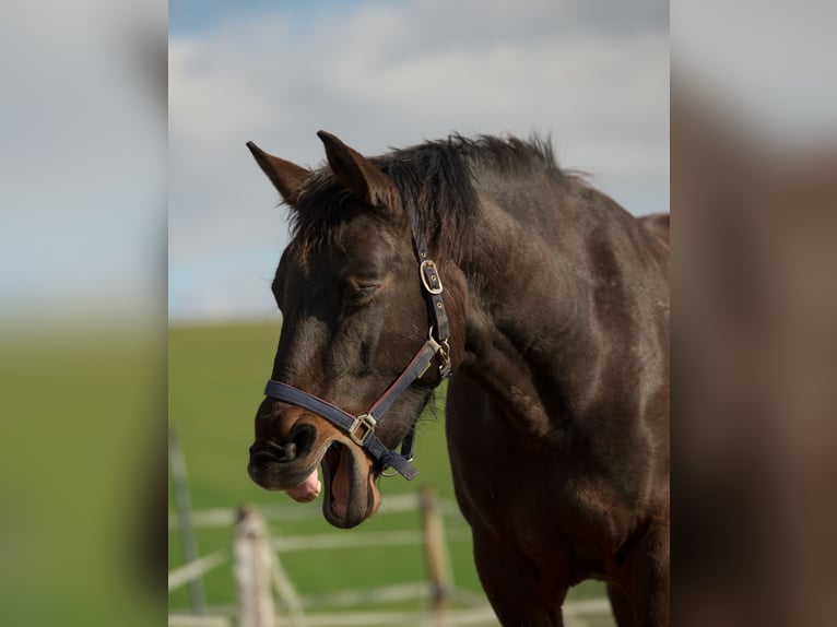 Warmblood austríaco Yegua 11 años 150 cm Castaño in Ort im Innkreis