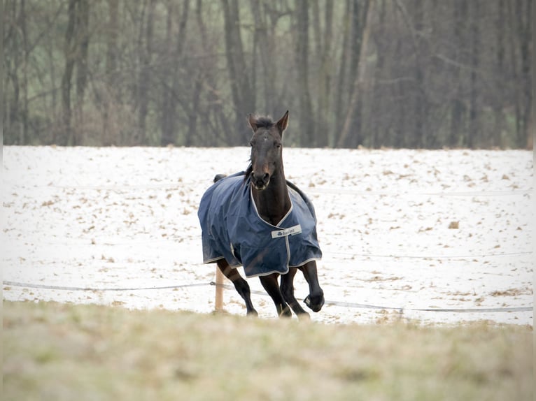 Warmblood austríaco Yegua 11 años 150 cm Castaño in Ort im Innkreis
