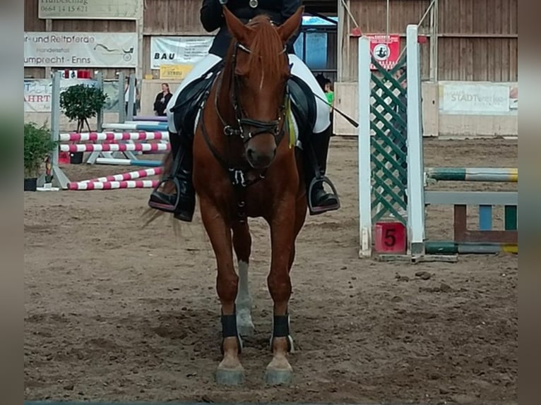 Warmblood austríaco Yegua 11 años 160 cm Alazán in Neuhofen ybbs