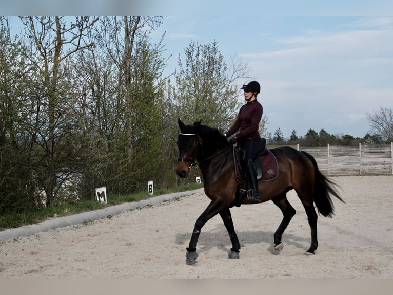 Warmblood austríaco Yegua 11 años 162 cm Castaño in Gallneukirchen