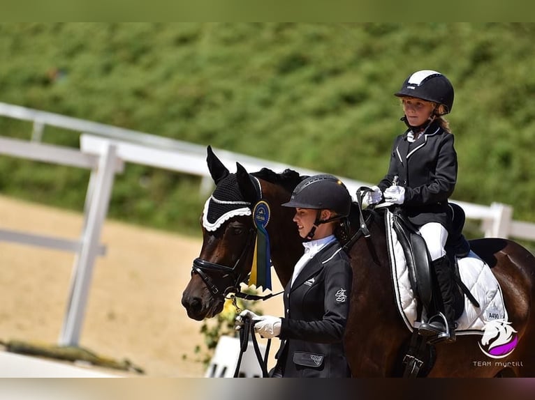 Warmblood austríaco Yegua 11 años 162 cm Castaño in Gallneukirchen