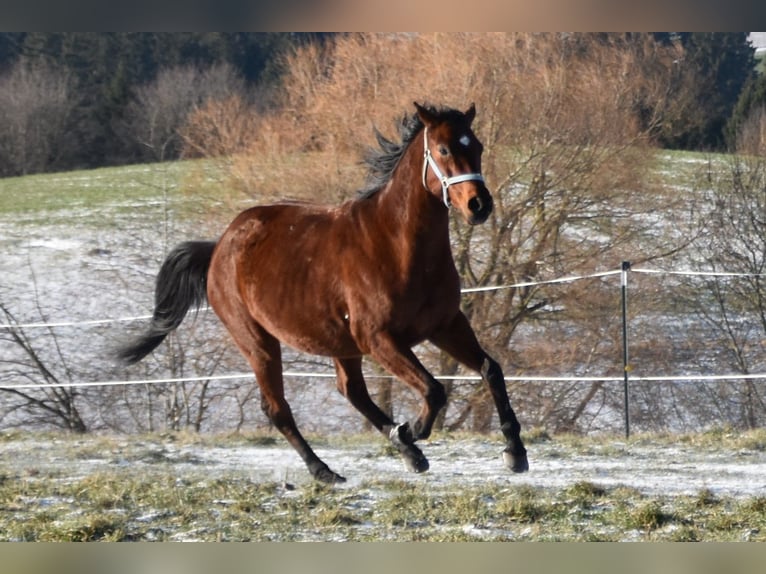 Warmblood austríaco Yegua 11 años 165 cm Castaño in Gramastetten